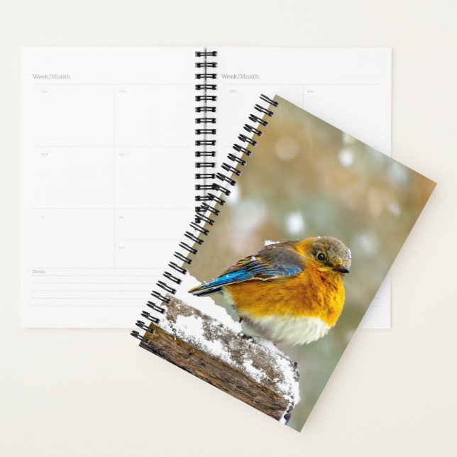 Eastern Bluebird in Snow - Original Foto Planer (Anzeige)