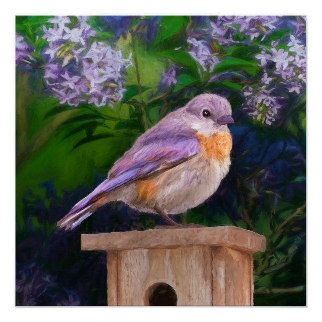 Eastern Bluebird in Snow - Original Foto Poster (Vorderseite)