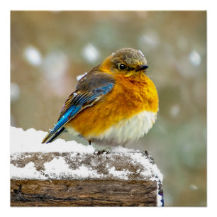 Eastern Bluebird in Snow - Original Foto Poster