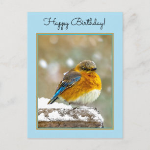 Eastern Bluebird in Snow - Original Foto Postkarte