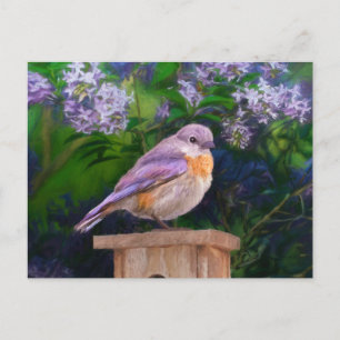 Eastern Bluebird in Snow - Original Foto Postkarte