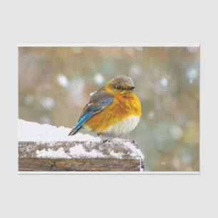 Eastern Bluebird in Snow - Original Foto Seidenpapier