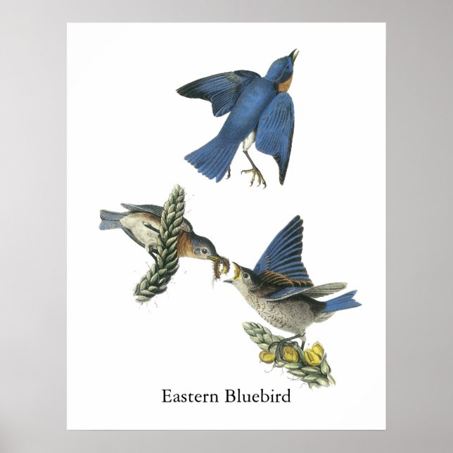 Eastern Bluebird, John Audubon Poster (Vorne)