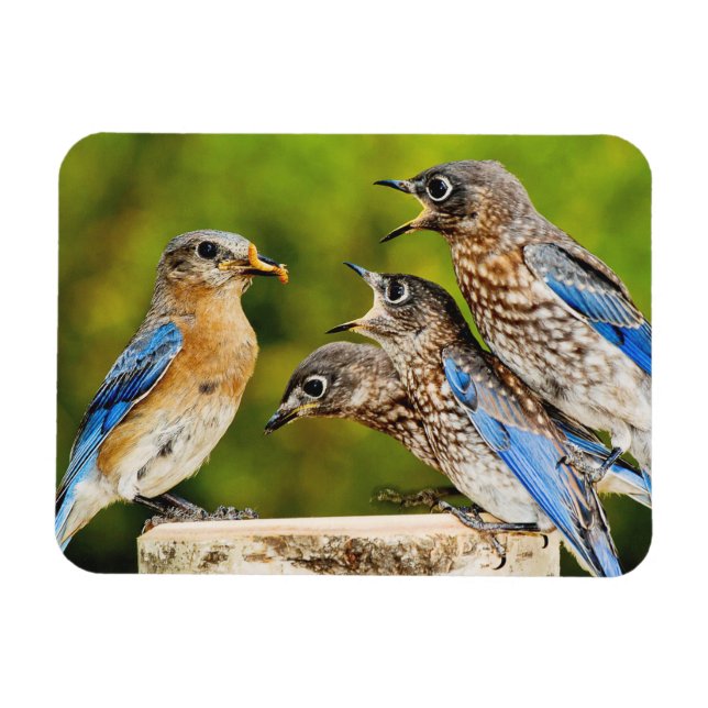 Eastern Bluebird Magnet (Horizontal)