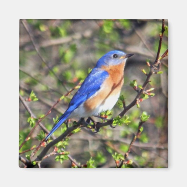Eastern Bluebird Magnet (Vorne)