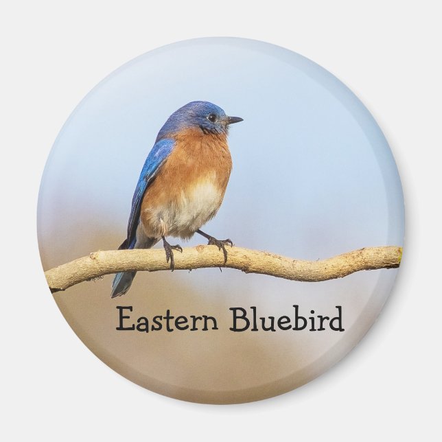 Eastern Bluebird Magnet (Vorne)
