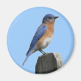 Eastern Bluebird Magnet
