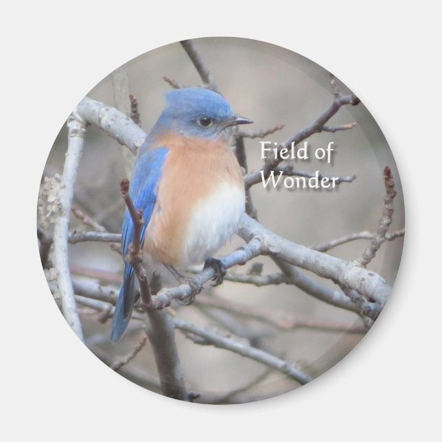 Eastern Bluebird-Magnet Magnet (Vorne)