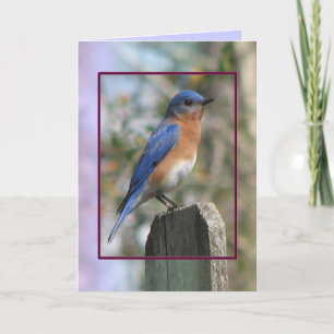 Eastern Bluebird Male Card Feiertagskarte
