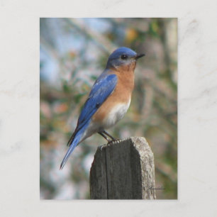Eastern Bluebird Male Postcard Postkarte