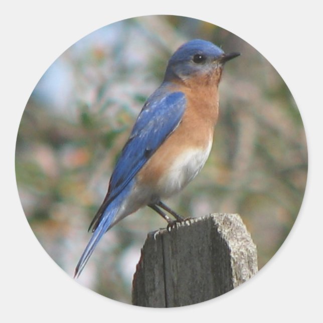 Eastern Bluebird Male Sticker (Vorderseite)