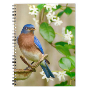 Eastern Bluebird Notebook-Spiralgeschenk Notizblock