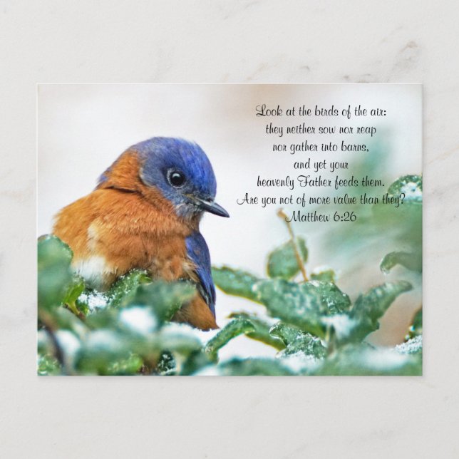 Eastern Bluebird Postcard Matthew 6:26 Postkarte (Vorderseite)