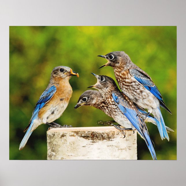 Eastern Bluebird Poster (Vorne)