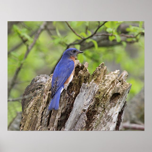 Eastern Bluebird Poster (Vorne)