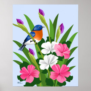 Eastern Bluebird Poster