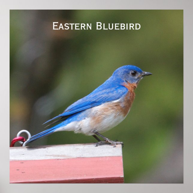 Eastern Bluebird Poster (Vorne)