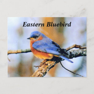Eastern Bluebird Postkarte