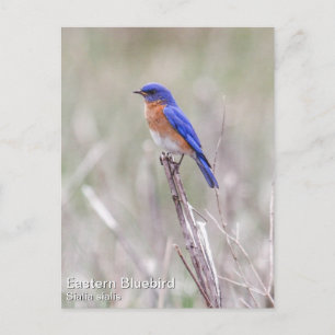 Eastern Bluebird Postkarte