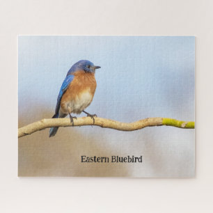 Eastern Bluebird Puzzle