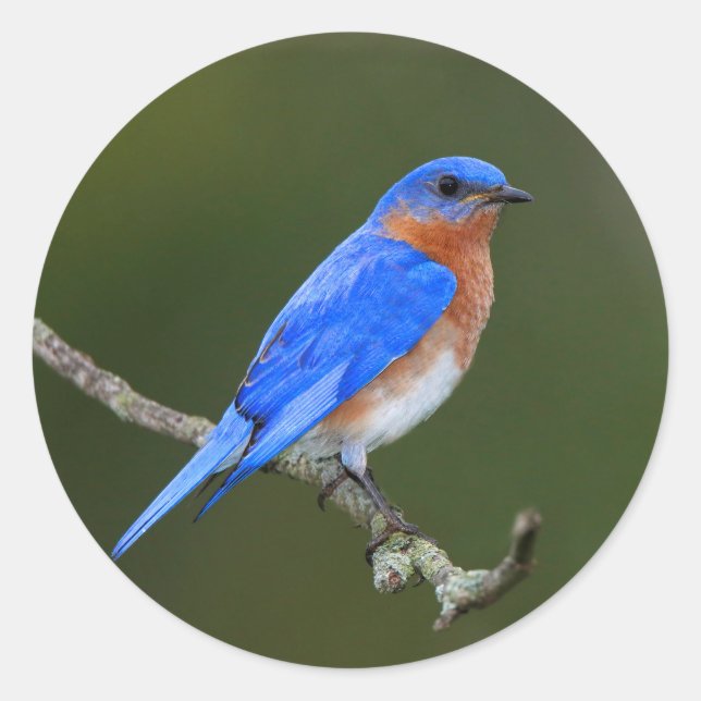 Eastern Bluebird Runder Aufkleber (Vorderseite)
