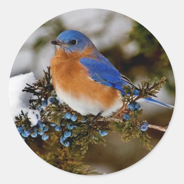 Eastern Bluebird Runder Aufkleber (Vorderseite)