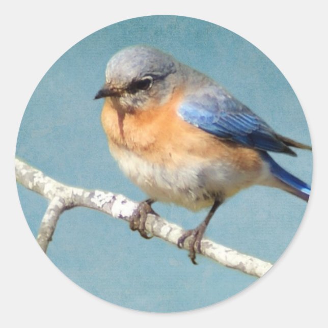 Eastern Bluebird Runder Aufkleber (Vorderseite)