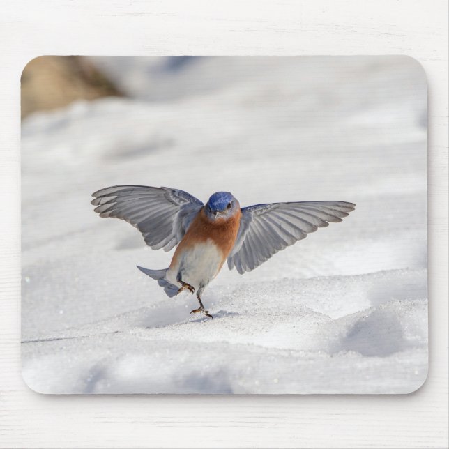Eastern Bluebird tanzen im Schnee Mousepad (Vorne)
