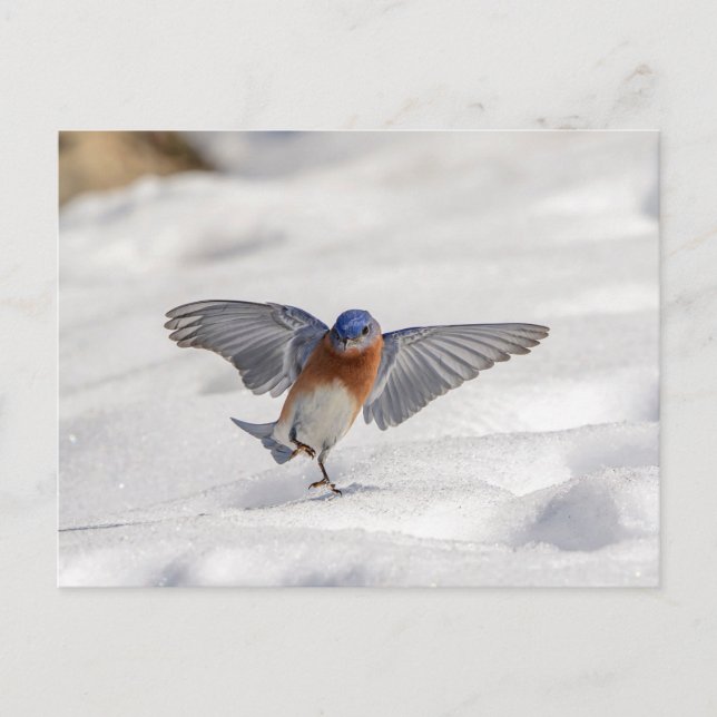 Eastern Bluebird tanzen im Schnee Postkarte (Vorderseite)