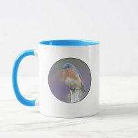 Eastern Bluebird