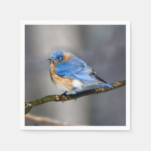 Eastern Bluebird über eisbedecktes Limb Papier Nap Serviette