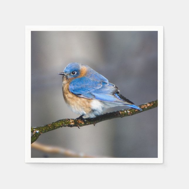 Eastern Bluebird über eisbedecktes Limb Papier Nap Serviette (Vorderseite)