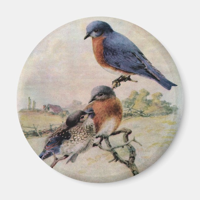 Eastern Bluebirts mit Baby Bird Magnet (Vorne)