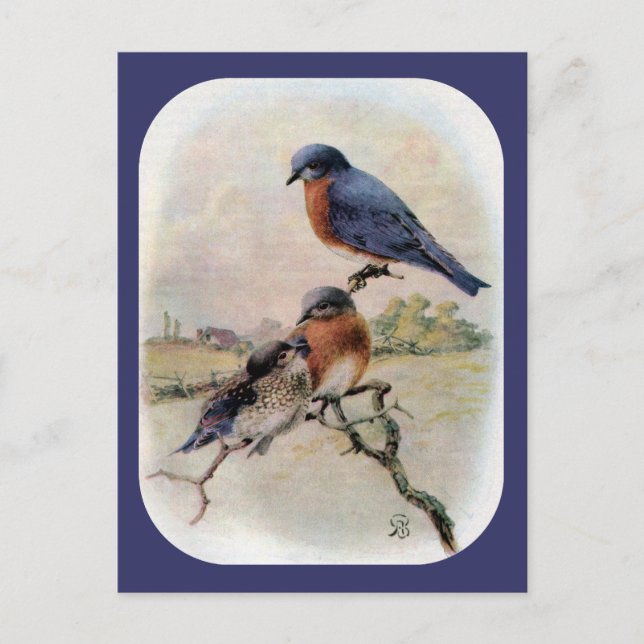 Eastern Bluebirts mit Baby Bird Postkarte (Vorderseite)