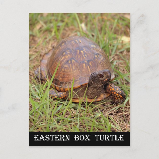 Eastern Box Turtle (North Carolina and Tennessee) Postkarte (Vorderseite)