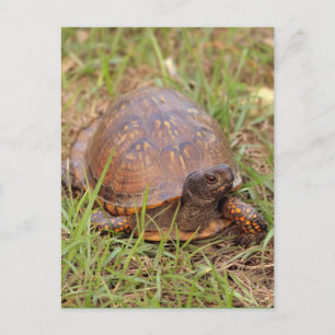 Eastern Box Turtle (North Carolina and Tennessee) Postkarte