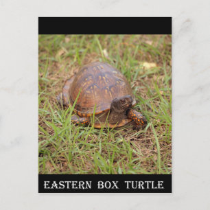 Eastern Box Turtle (North Carolina and Tennessee) Postkarte