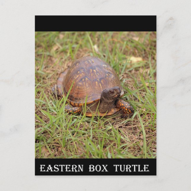 Eastern Box Turtle (North Carolina and Tennessee) Postkarte (Vorderseite)
