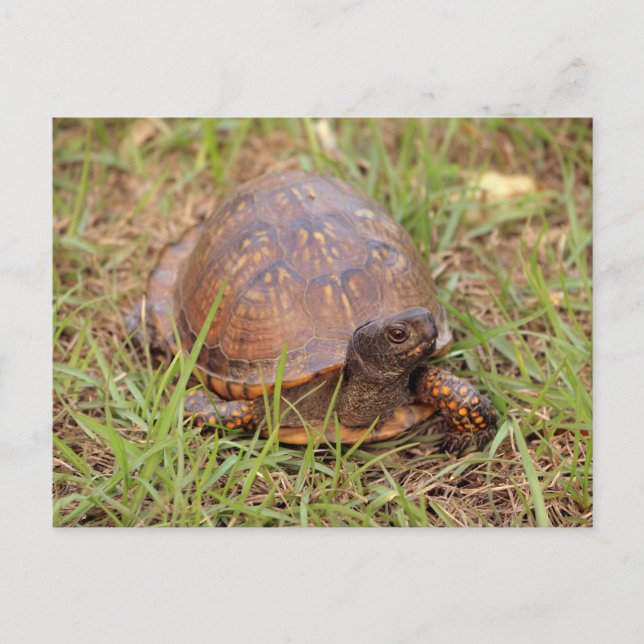 Eastern Box Turtle (North Carolina and Tennessee) Postkarte (Vorderseite)