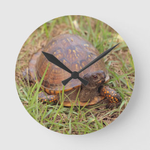 Eastern Box Turtle (North Carolina and Tennessee) Runde Wanduhr