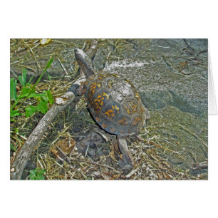Eastern Box Turtle Note Card