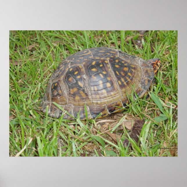 Eastern Box Turtle Peeking Poster (Vorne)