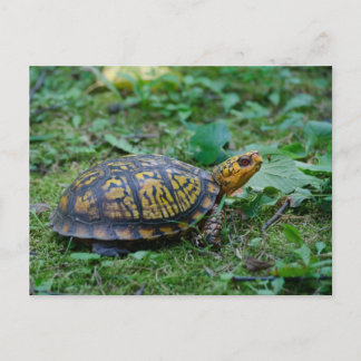 Eastern Box Turtle Postkarte