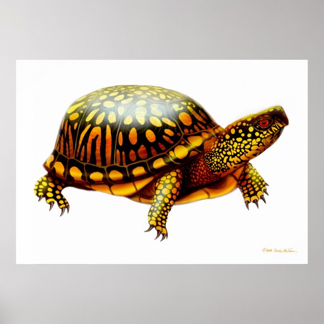 Eastern Box Turtle Print Poster (Vorne)
