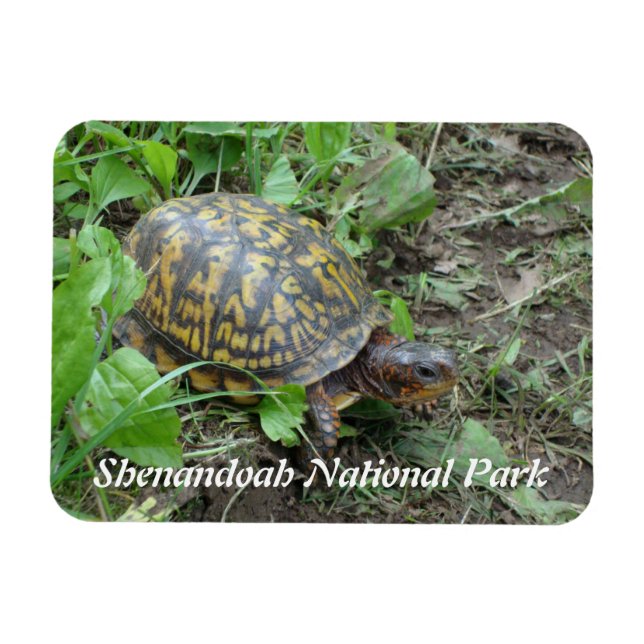 Eastern Box Turtle, Shenandoah National Park Magnet (Horizontal)