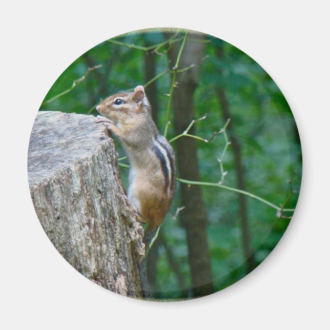Eastern Chipmunk auf Stump Magnet (Vorne)