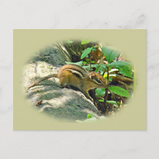 Eastern Chipmunk auf Stump Postkarte (Vorderseite)