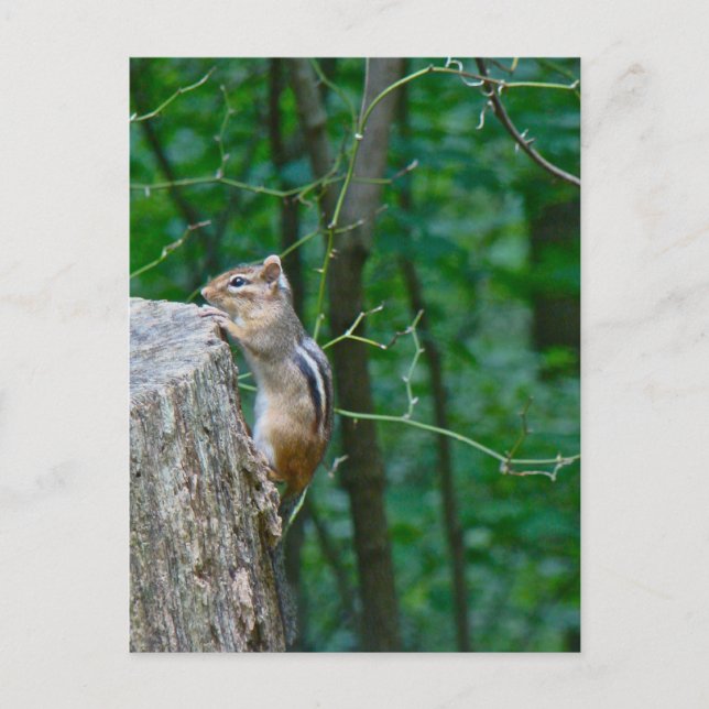 Eastern Chipmunk auf Stump Postkarte (Vorderseite)
