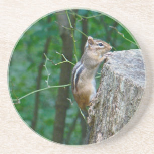 Eastern Chipmunk auf Stump Sandstein Untersetzer