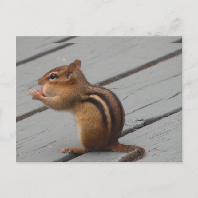 Eastern Chipmunk Fütternd im südlichen Ontario Postkarte (Vorderseite)